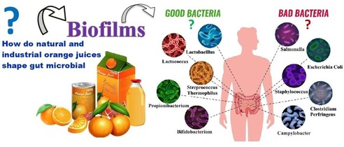 This article highlights the influence of the type of processing of natural orange juice and UHT carton juice on the ability of Escherichia coli and Staphylococcus aureus to form biofilms on glass surfaces. The adhesion results predicted by the XDLVO model were compared to the experimental results in order to evaluate specific and non-specific interactions. The objective was to lead us to reconsider our consumption patterns, which may affect the potential for biofilm formation and, moreover, the intestinal microbiota that plays an important role in the functioning of our digestive system and our overall health.