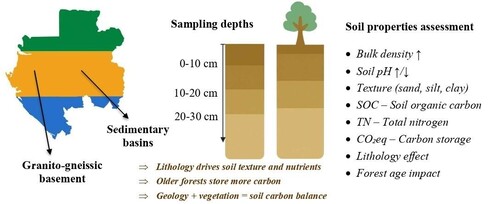 This study adopts a comparative approach to assess soils derived from the granito-gneissic basement and sedimentary basins of Gabon, aiming to observe how geology and vegetation influence key soil properties. Samples were collected at three depths (0–10, 10–20, and 20–30 cm) and analysed for bulk density, pH, texture, soil organic carbon (SOC), total nitrogen (TN), and carbon dioxide equivalent (CO₂eq). The results show that lithology and forest age jointly determine soil texture, fertility, and carbon storage, which are essential elements to consider for sustainable soil carbon management in Central Africa.