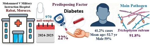 This study highlights a high burden of onychomycosis at Mohammed V Teaching Hospital (HMIMV), with 41.2% confirmed cases among 970 nail samples, mostly affecting adults over 50 years and predominantly men. Dermatophytes—especially Trichophyton rubrum—were overwhelmingly dominant (≈92%), with diabetes emerging as the primary predisposing factor.