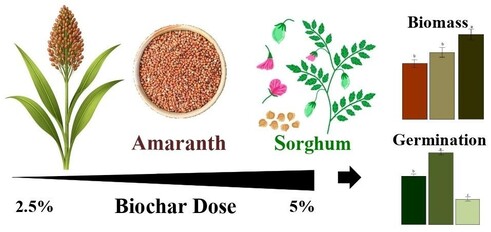 This study examines the effect of two biochar application rates (2.5% and 5%) on the germination and biomass growth of amaranth and sorghum seedlings cultivated in black soil. Biochar application delayed germination in amaranth, yet both doses significantly increased seedling biomass compared to the control. In sorghum, a positive growth response occurred only at the lower dose (2.5%), but both doses reduced germination rates. These results indicate that the optimum biochar dose is crop‐specific, with lower doses favouring sorghum growth and both doses enhancing amaranth biomass despite initial germination delays.