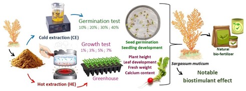 This study demonstrates the biostimulant potential of the alien brown alga Sargassum muticum, showing that eco-friendly hot and cold extracts significantly enhance seed germination and early seedling growth of radish at low concentrations under in vitro conditions. Under greenhouse conditions, the cold extract applied at higher concentration promoted plant growth, biomass accumulation, and calcium enrichment in roots, supporting the use of S. muticum as a natural and sustainable biofertilizer.