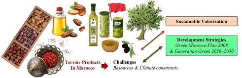 Morocco has a rich and diverse Agri-food heritage, with over 200 terroir products such as Argan oil, Saffron, and Olive oil. These products are both a cultural pillar and a socio-economic driver for rural areas, supporting local communities and preserving traditional knowledge. National strategies, such as the Green Morocco Plan (2008) and Generation Green (2020-2030), aim to enhance these products through cooperatives, official labels, and new technologies. Official quality labels like AOP, IGP, and Agricultural Label help ensure traceability, protect geographical origin, and build consumer trust. These initiatives also promote the development of structured marketing channels and the adoption of innovative processing techniques. Despite these efforts, technical, organizational, and environmental challenges remain, including limited resources and climate constraints. It is important to strengthen the value chains of these products. They are a major opportunity for sustainable rural development and economic inclusion.