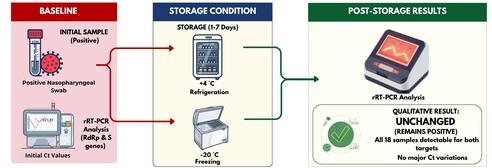 Accurate SARS-CoV-2 detection by RT-PCR depends not only on analytical performance but also on pre-analytical conditions. Sample collection, handling, and storage directly impact RNA integrity and cycle threshold (Ct) values, influencing diagnostic reliability.