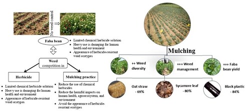 This study assessed the effects of different mulches on faba bean growth, weed diversity and weed control. The results showed a marked reduction in weed density and biomass, along with improved yield and protection of floristic diversity. Mulching emerges as a promising agroecological alternative to herbicides, supporting sustainable food systems in the Meknes region of Morocco