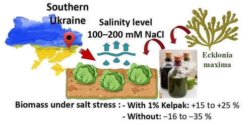 This study investigates the effects of salt stress on lettuce (Lactuca sativa) grown under saline irrigation conditions in southern Ukraine. The graphical abstract illustrates the core findings. Irrigation with water containing 100–200 mM NaCl significantly reduced biomass production. Plants without treatment showed a decrease of 16 to 35 per cent. A biostimulant derived from Ecklonia maxima (Kelpak, applied at 1 per cent) was tested for its capacity to mitigate stress. Results demonstrated a biomass increase of 15 to 25 per cent in treated plants. The use of seaweed extracts may offer a practical approach to sustaining vegetable production under salinization pressure