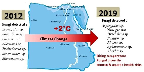 This study analyses the impact of rising freshwater temperatures—linked to climate change—on the diversity and distribution of waterborne fungi in two Egyptian governorates: El-Giza and El-Gharbeya. A comparative examination of samples collected in 2012 and 2019 revealed an average rise of 2°C in water temperature. This thermal increase was associated with a significant alteration in fungal communities. Aspergillus sp. remained dominant, yet several additional genera, such as Drechslera, Pythium, and Phoma, were detected in 2019. The findings suggest that global warming may promote the proliferation of pathogenic fungi, posing potential risks to aquatic biodiversity, fish farming, and public health.