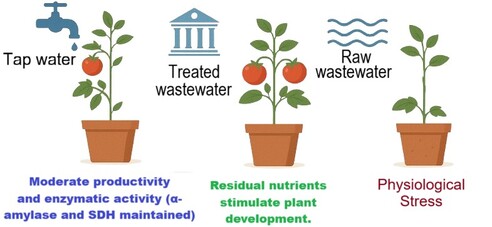 This study shows the effects of three irrigation water sources; tap water, treated wastewater, and raw wastewater; on the physiological and metabolic responses of tomato plants. The image points to improved growth and enzymatic activity, especially α-amylase and succinate dehydrogenase (SDH), in plants irrigated with treated wastewater. Raw wastewater causes stress, with visible declines in plant health. The visual reflects two aims: encouraging the safe reuse of treated effluents for sustainable farming, and showing the harm linked to untreated wastewater.