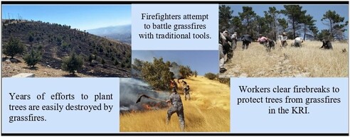 This paper highlights the escalating problem of grassfires in the Kurdistan Region of Iraq. The graphical abstract depicts the rapid destruction of reforestation efforts, the struggle of firefighters with inadequate tools, and the preventive role of firebreaks. It calls attention to the urgent need for stronger measures to protect forests and biodiversity.